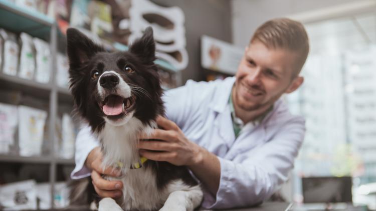 main of Choosing the Right Vet Is Crucial For Your Pets