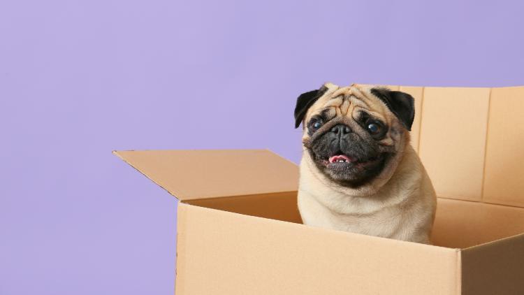 main of Your Pet Will Always Be Excited If You Subscribe to a Pet Subscription Box
